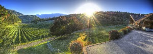 Nighthawk Vineyards place picture